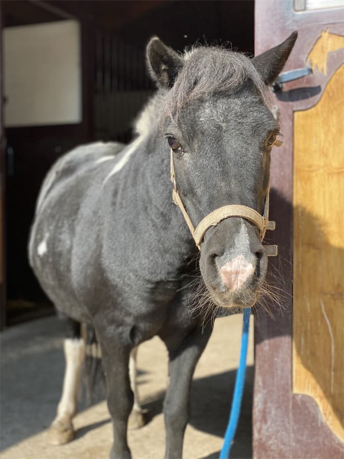 saba ranch giro pony